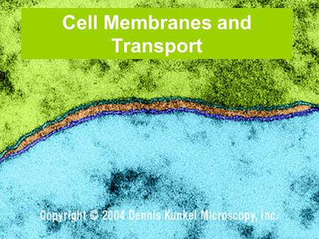 Cell Membranes and Transport. A Cell is a Container A cell is the basic unit of life A cell and some organelles are containers formed by one or more membranes.