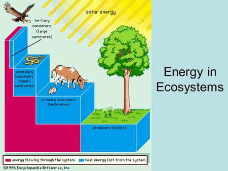 Energy in Ecosystems. Food Web: a group of food chains showing all of the feeding relationships in an ecosystem. Trophic level — a layer in the feeding.