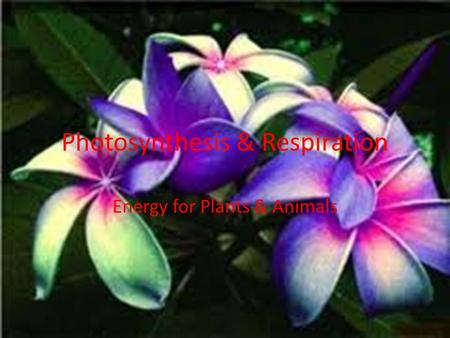 Photosynthesis & Respiration Energy for Plants & Animals.