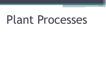Plant Processes. Photosynthesis: most important process in the world Plants produce food Plants produce food used directly by man Plants produce food.