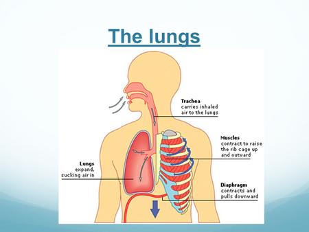 The lungs. Use all of these words to explain how the lungs work: Lungs Trachea Bronchi Bronchioles Alveoli (alveolus) Blood capillaries Now answer.
