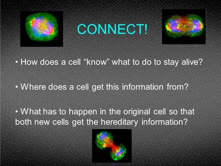 CONNECT! How does a cell “know” what to do to stay alive? Where does a cell get this information from? What has to happen in the original cell so that.