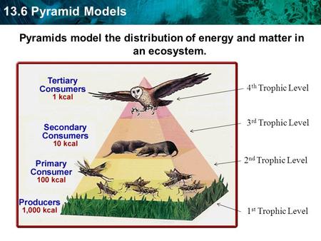 13.6 Pyramid Models Pyramids model the distribution of energy and matter in an ecosystem. 1 st Trophic Level 2 nd Trophic Level 3 rd Trophic Level 4 th.