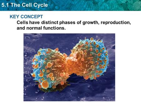 5.1 The Cell Cycle KEY CONCEPT Cells have distinct phases of growth, reproduction, and normal functions.