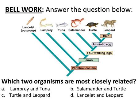 BELL WORK: Answer the question below: Which two organisms are most closely related? a. Lamprey and Tunab. Salamander and Turtle c.Turtle and Leopard d.