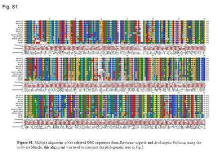 Fig. S1 Figure S1. Multiple alignment of the selected OSC sequences from Barbarea vulgaris and Arabidopsis thaliana, using the software Muscle; this alignment.