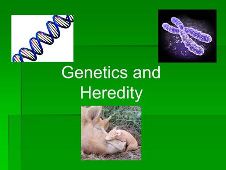 Genetics and Heredity. GENETICS  Study of the passing on of characteristics from one organism to its offspring.