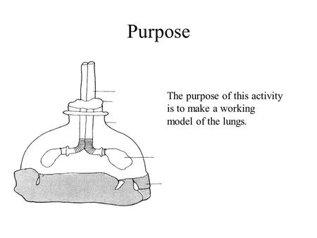 Purpose The purpose of this activity is to make a working model of the lungs.