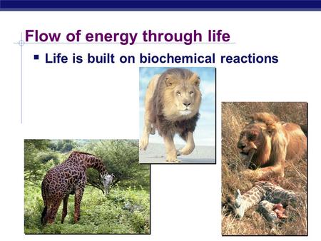 Flow of energy through life  Life is built on biochemical reactions.
