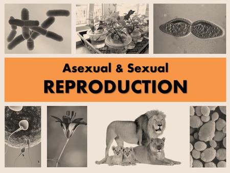 Asexual & Sexual REPRODUCTION. ASEXUAL REPRODUCTION Requires 1 parent Requires 1 parent Offspring genetically identical to parent (clones = exact copies)