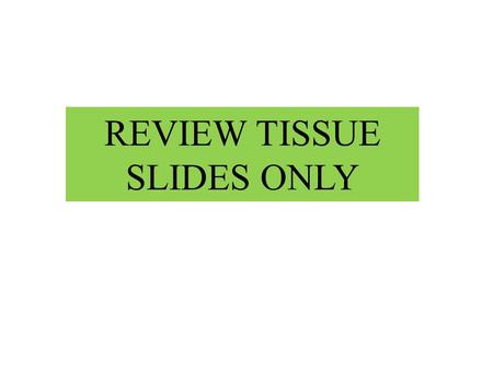 T Simple squamous epithelium REVIEW TISSUE SLIDES ONLY.