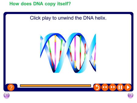 How does DNA copy itself?. The DNA molecule “unzips” as the rungs of the ladder separate and the molecule splits into two single strands. How DNA copies.