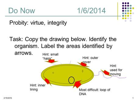 Do Now1/6/2014 Probity: virtue, integrity Task: Copy the drawing below. Identify the organism. Label the areas identified by arrows. 2/19/20161 Hint: used.