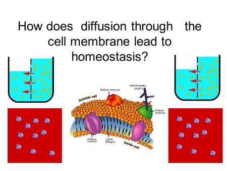 How does diffusion through the cell membrane lead to homeostasis?