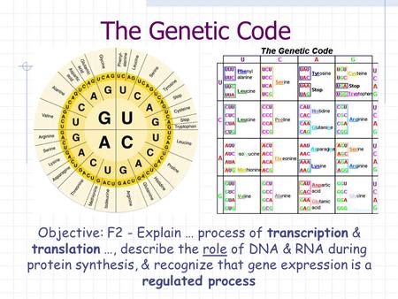 The Genetic Code Objective: F2 - Explain … process of transcription & translation …, describe the role of DNA & RNA during protein synthesis, & recognize.