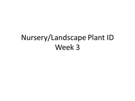 Nursery/Landscape Plant ID Week 3. 61. Leucophyllum frutescens cv. Texas Sage 2.