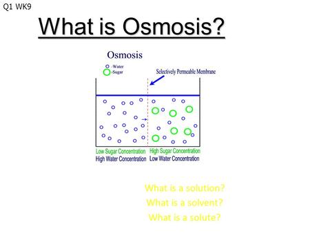 What is Osmosis? What is a solution? What is a solvent? What is a solute? Q1 WK9.