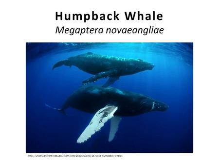 Humpback Whale Megaptera novaeangliae Humpback Whale Megaptera novaeangliae