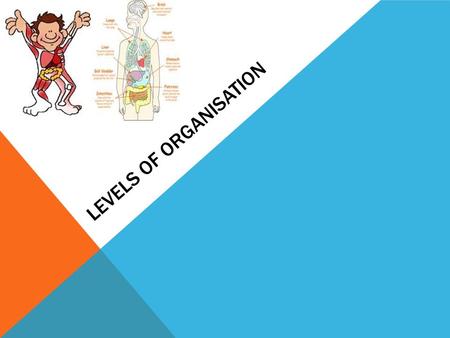 Levels of organisation