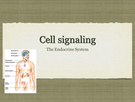Cell signaling The Endocrine System. Cell communication Animals use two body systems for regulation Endocrine system of glands, secrete chemicals into.