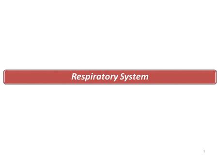 Respiratory System 1. Human Respiratory System Components of the Upper Respiratory Tract Functions: Passageway for respiration Receptors for smell Filters.
