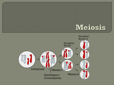  IPMATPMAT Meiosis includes Prophase II, Metaphase II, Anaphase II, and Telophase II.