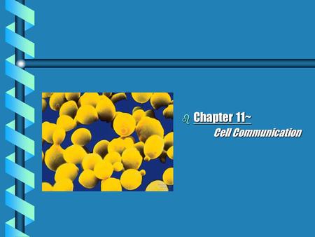 B Chapter 11~ Cell Communication. Signal-transduction pathway I b Def: Process by which a signal on a cell’s surface is converted into a specific cellular.
