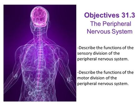 Objectives 31.3 The Peripheral Nervous System