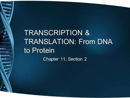 TRANSCRIPTION & TRANSLATION: From DNA to Protein Chapter 11, Section 2.