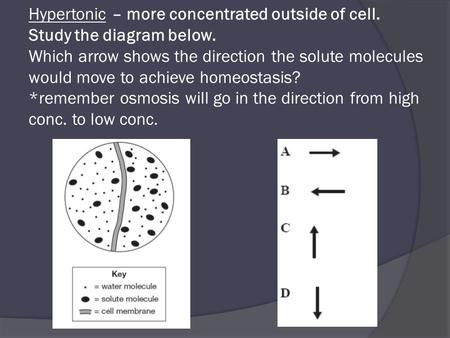 Hypertonic – more concentrated outside of cell. Study the diagram below. Which arrow shows the direction the solute molecules would move to achieve homeostasis?