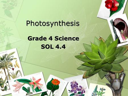 Photosynthesis Photosynthesis Grade 4 Science SOL 4.4 Grade 4 Science SOL 4.4.