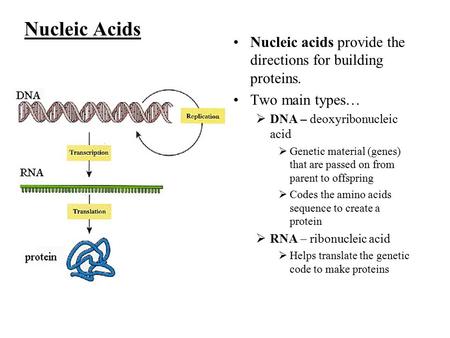 Nucleic Acids Nucleic acids provide the directions for building proteins. Two main types…  DNA – deoxyribonucleic acid  Genetic material (genes) that.