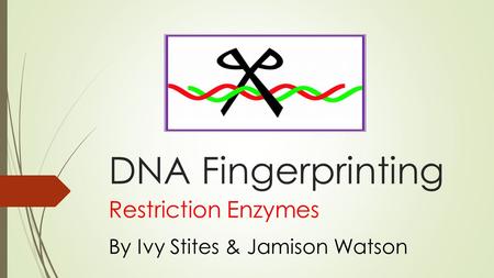 DNA Fingerprinting Restriction Enzymes By Ivy Stites & Jamison Watson.