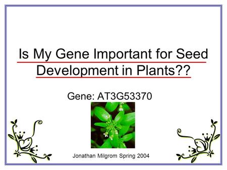 Is My Gene Important for Seed Development in Plants?? Gene: AT3G53370 Jonathan Milgrom Spring 2004.