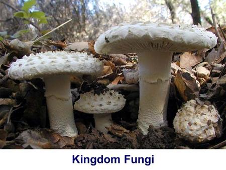 Kingdom Fungi. Living things Animals (Animalia) Plantae (Plants) Protista (e.g. Amoeba) Monera (e.g. bacteria) Fungi (e.g. Dogs, cats, pigs, cows, birds,
