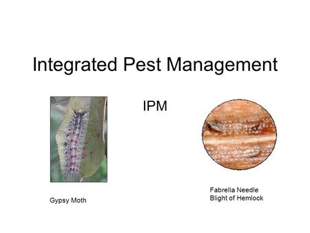 Integrated Pest Management IPM Gypsy Moth Fabrella Needle Blight of Hemlock.