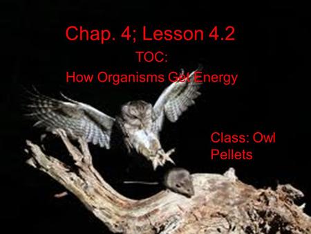 Chap. 4; Lesson 4.2 TOC: How Organisms Get Energy Class: Owl Pellets.