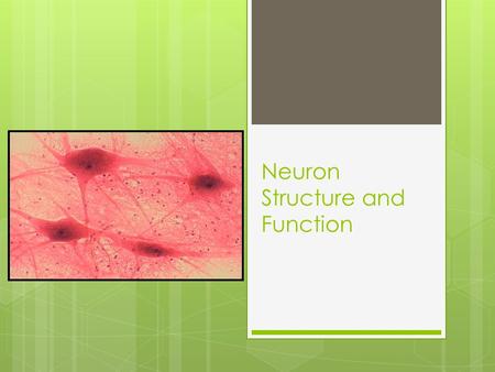 Neuron Structure and Function. Nervous System  Nervous system is composed of specialized cells called neurons.  Neurons have long “arms” called axons.