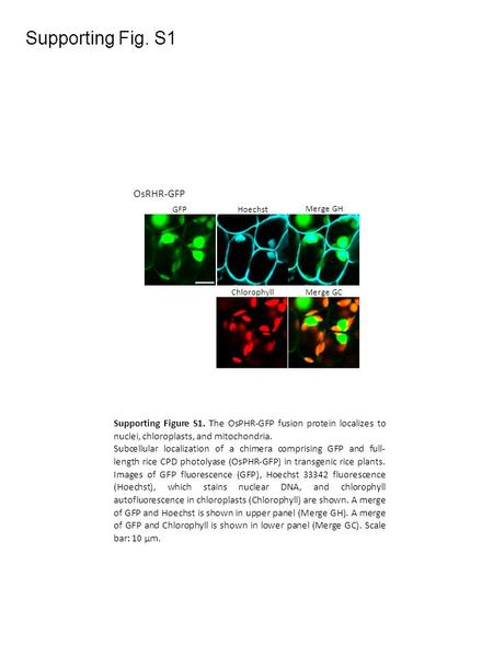 Supporting Fig. S1 OsRHR-GFP GFP ChlorophyllMerge GC Hoechst Merge GH Supporting Figure S1. The OsPHR-GFP fusion protein localizes to nuclei, chloroplasts,