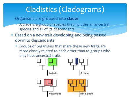  Organisms are grouped into clades  A clade is a group of species that includes an ancestral species and all of its descendants  Based on a new trait.