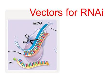 Vectors for RNAi.
