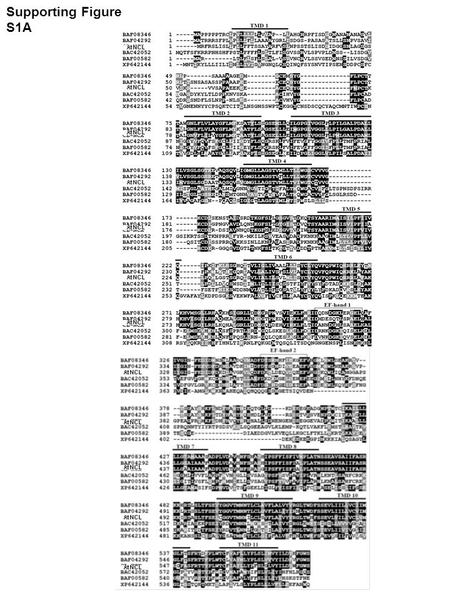 Supporting Figure S1A. Supporting Figure S1B: AtNCL 0.1 Supporting Figure S1. (a): Sequence alignment of AtNCL. Alignment of Arabidopsis AtNCL with proteins.