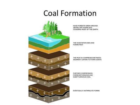 Coal Formation. Coal types Peat: Youngest form of coal, lowest grade, low quality fuel and organic material for gardeners Lignite: 150 million yrs old,