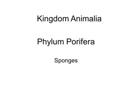 Phylum Porifera Sponges Kingdom Animalia. Phylum Porifera – Pore Bearers Sponges have the lowest level of organization of all animals. They are at the.