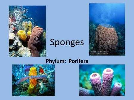Sponges Phylum: Porifera. Sponge Characteristics Simplest animal Live in all oceans but prefer shallow tropical waters. Sessile Asymmetrical body plan.