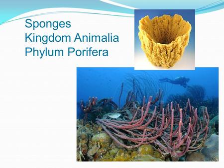 Sponges Kingdom Animalia Phylum Porifera
