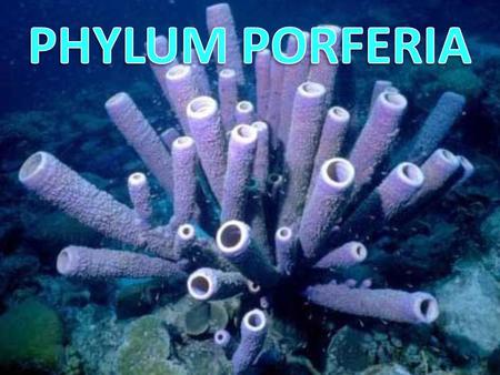 PORIFERA Kingdom : Animalia Phylum : Porifera Porifera = “pore bearer” Pink lumpy sponge Yellow barrel sponge.