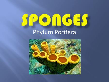 Phylum Porifera.  Sessile: DO NOT MOVE! Stay in one place (rock or shell)  Sponges HAVE NO specialized tissues, organs, or symmetry  Live in shallow.