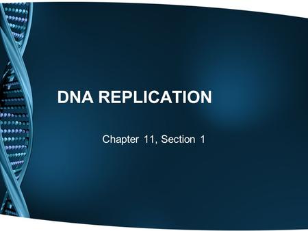 DNA REPLICATION Chapter 11, Section 1. DNA Review What is the building block of DNA? Nucleotides What is the shape of DNA? Double Helix What holds together.