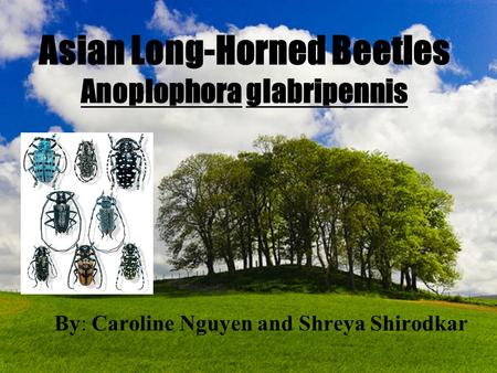 Asian Long-Horned Beetles Anoplophora glabripennis